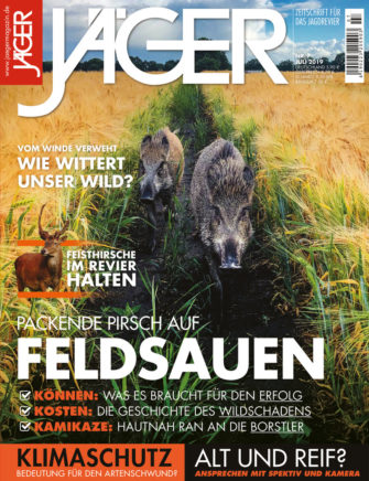 Packende Pirsch auf Feldsauen