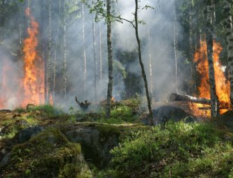 Deutschland droht der Waldbrand