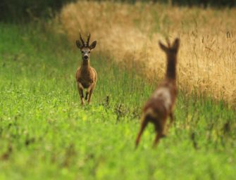 Blatten – fünf Profis zeigen, wie´s geht!