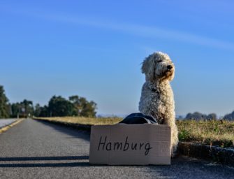 Tierleid vermeiden in der Urlaubszeit