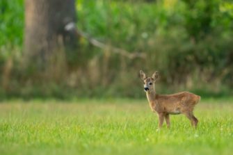 Kritik von Peta an Messe „Wild & Fisch“ – Jagdverband antwortet