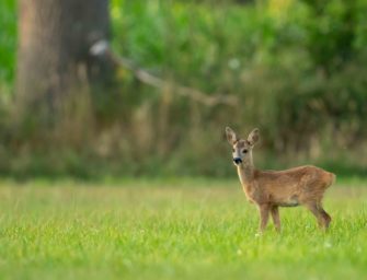 Kritik von Peta an Messe „Wild & Fisch“ – Jagdverband antwortet