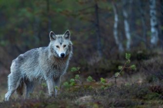 Europäischer Gerichtshof: Wolfsjagd nicht mehr unmöglich