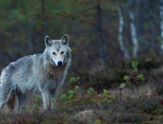 Europäischer Gerichtshof: Wolfsjagd nicht mehr unmöglich