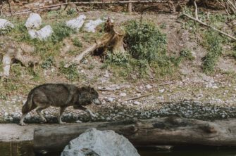 Wolf in Brandenburg getötet