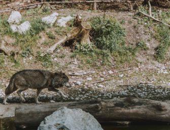 Wolf in Brandenburg getötet