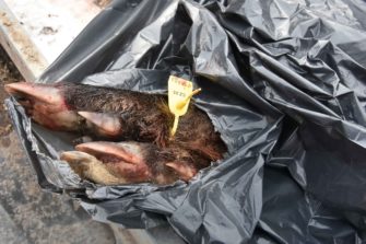 ASP 20 Kilometer vor Brandenburg