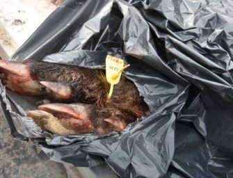 ASP 20 Kilometer vor Brandenburg