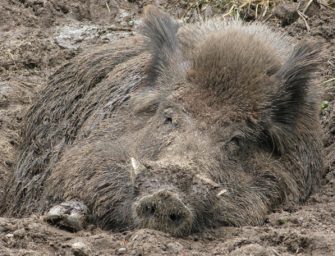 ASP im Lausitzer Forst – 12 Kilometer vor Sachsen