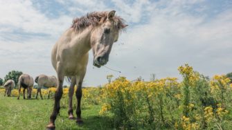 NABU lässt Tiere verhungern – mal wieder