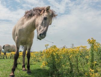 NABU lässt Tiere verhungern – mal wieder