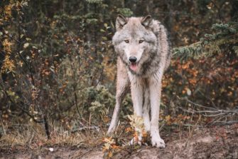 Wolfsvideo löst Wolfstourismus aus