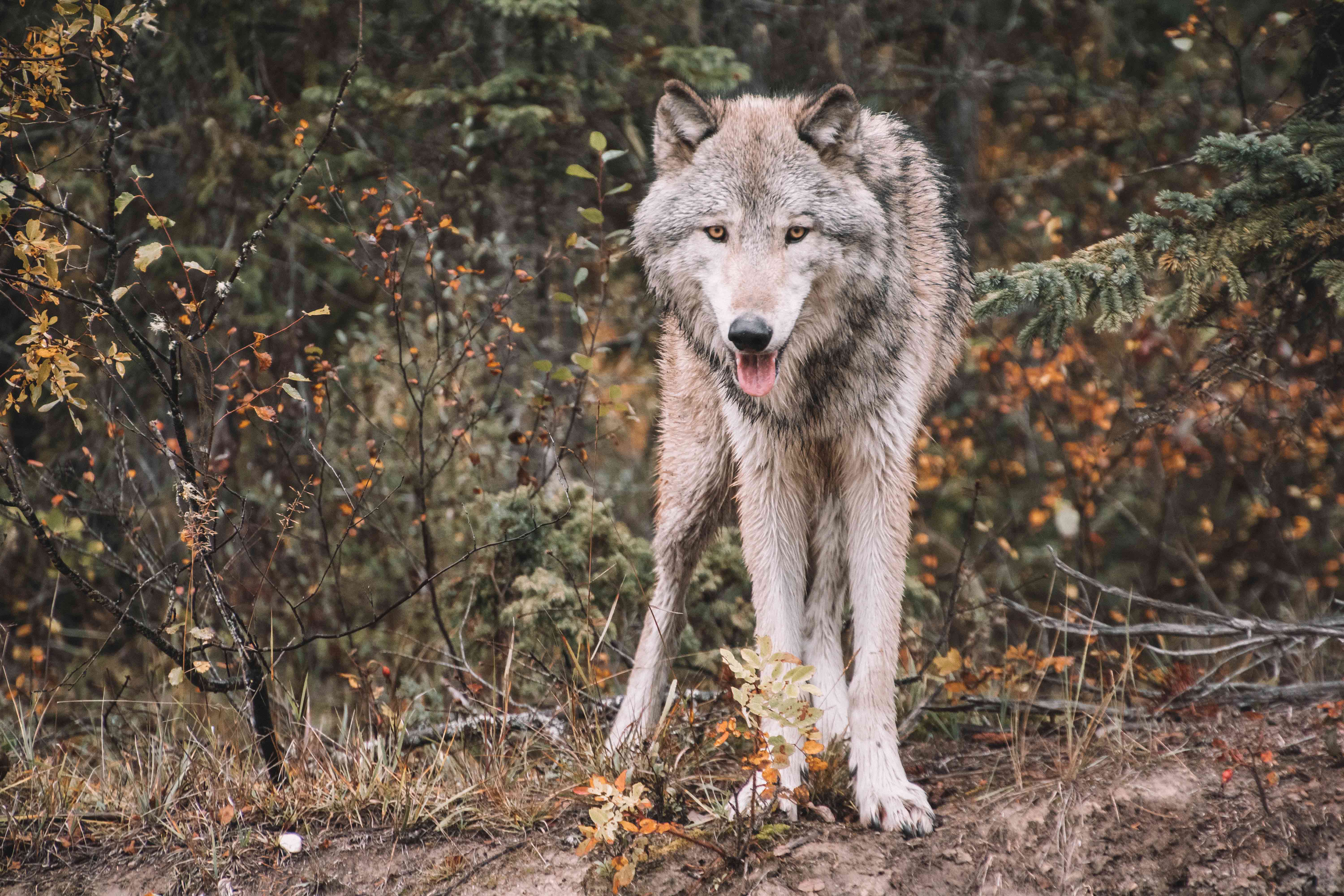 Жизнь серого волка. Волк. Хищные животные волки. Волк серый. Красивый волк.