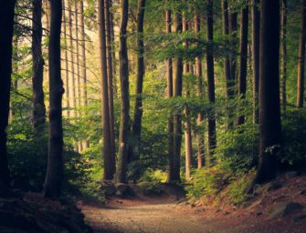Waldstrategie 2050 – eine krachende Linke