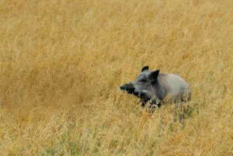 Erster ASP-Fall in Deutschland