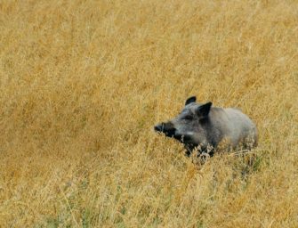 Erster ASP-Fall in Deutschland
