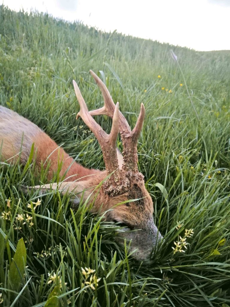 Bockparade 2020 das sind die kapitalsten und abnormsten! Jäger