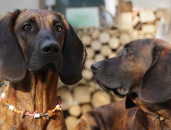 Nachsuche in Zahlen – das sind die Erkenntnisse von 6000 Nachsuchen