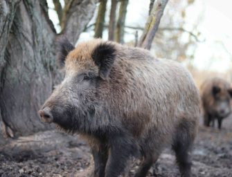 Die bundesweiten Jagdstrecken für das Jagdjahr 2019/20