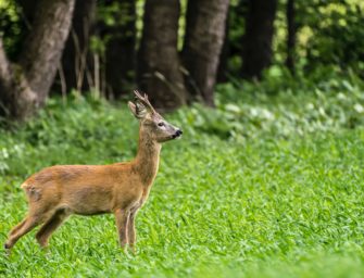 Bockjagd: Fünf Fehlschüsse und ihre Ursachen