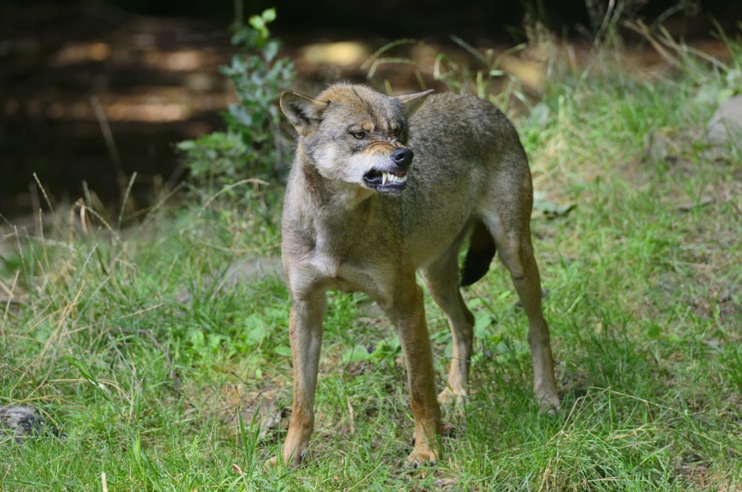 Wolf_drohend_Sommer_002_K-H Volkmar_Aug.2019