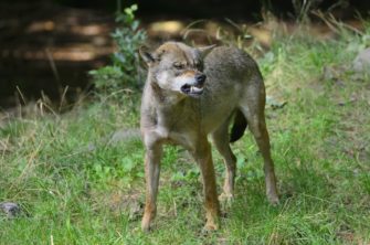 Freispruch für Wolfsjäger