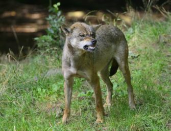 Freispruch für Wolfsjäger