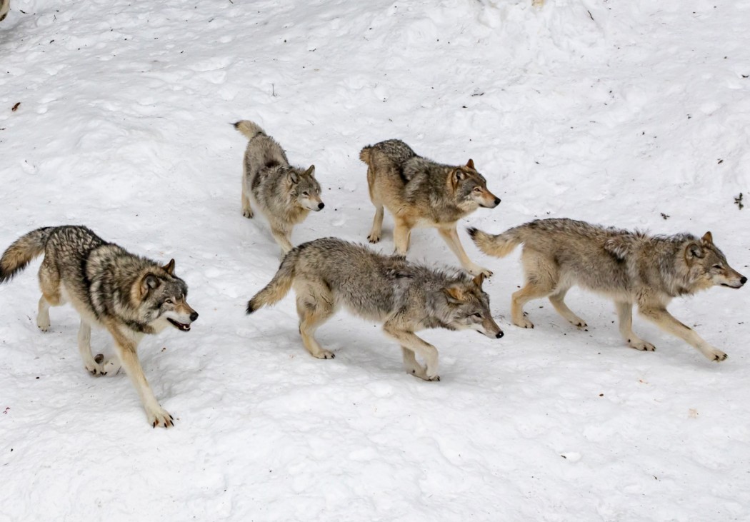 eva-blue-e9hbo4NtKJ0-unsplash