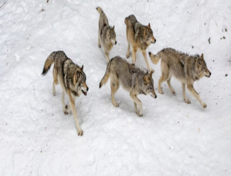 Wolfsfreie Gebiete mehrheitsfähig