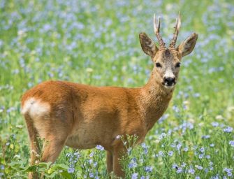 Blattzeit – Sex nach Kalender