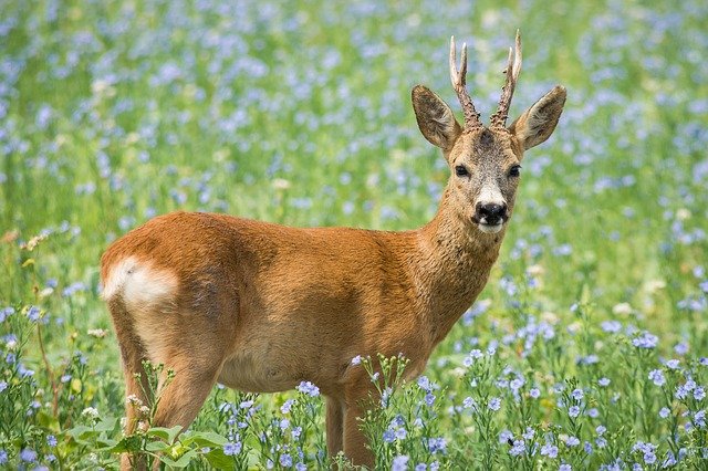 roe-deer-3450767_640