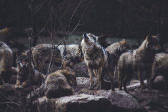Wolfsjagd: Warum es nötig ist, Wölfe zu bejagen