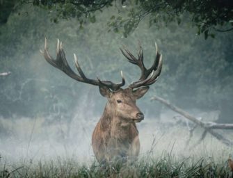 Rotwild: König des Waldes