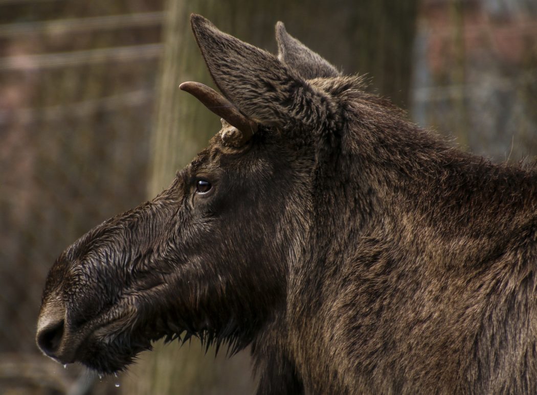 moose-1626406_1920