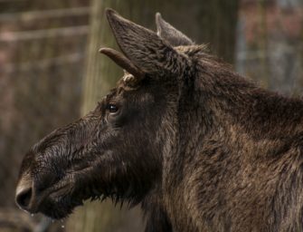 Elchkuh von Auto getötet