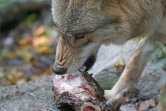 Entnahme – Wolfsverordnung in NRW