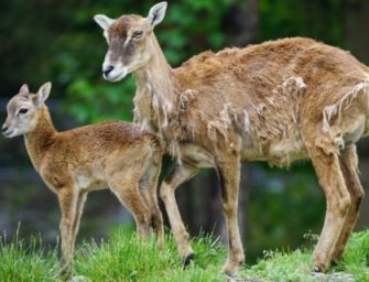 Mufflons sollen ausgerottet werden Naturschutz