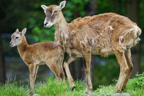 Mufflons sollen ausgerottet werden - Mufflon Jagd Wolf Naturschutz