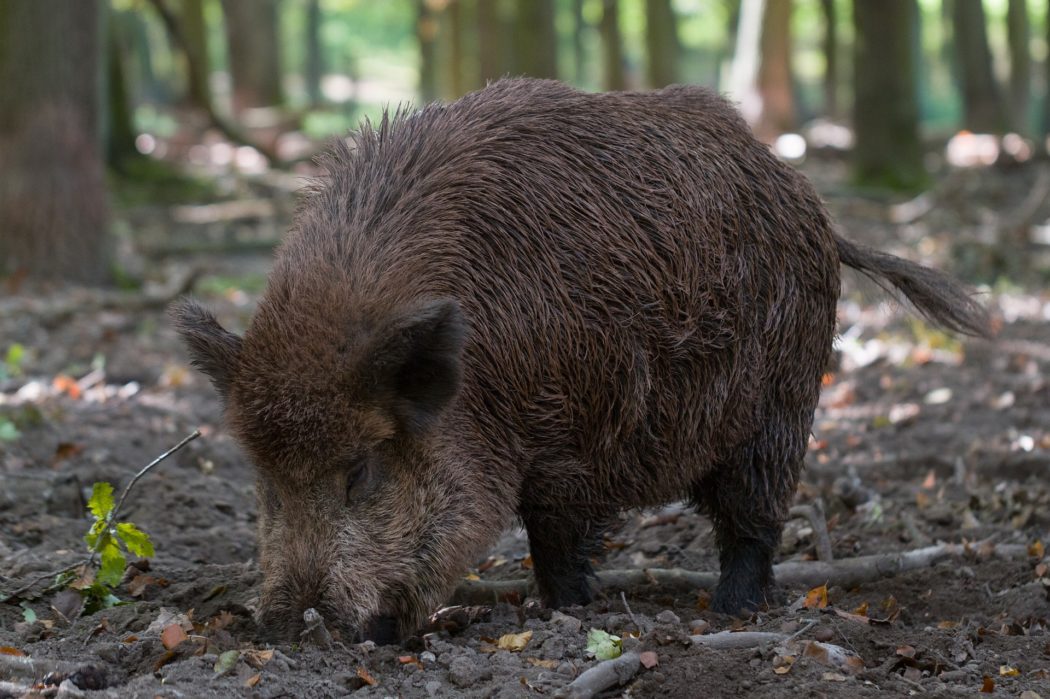 mammal-3036549_1920