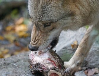 Wolfsschutz ist gefährlich