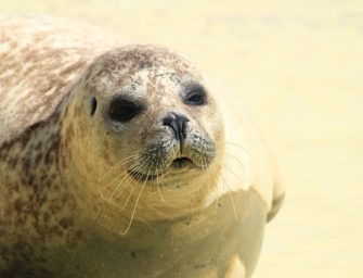 Seehunde und Kegelrobben erkranken an Vogelgrippe