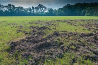 Pferde mit Startschwierigkeiten