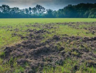 Pferde mit Startschwierigkeiten