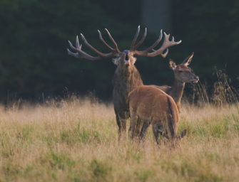 Das Angehen vom Brunfthirsch: Aufregendste Zeit des Jahres