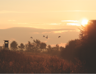 Entenbejagung – Mit Hundelaut und Entenruf