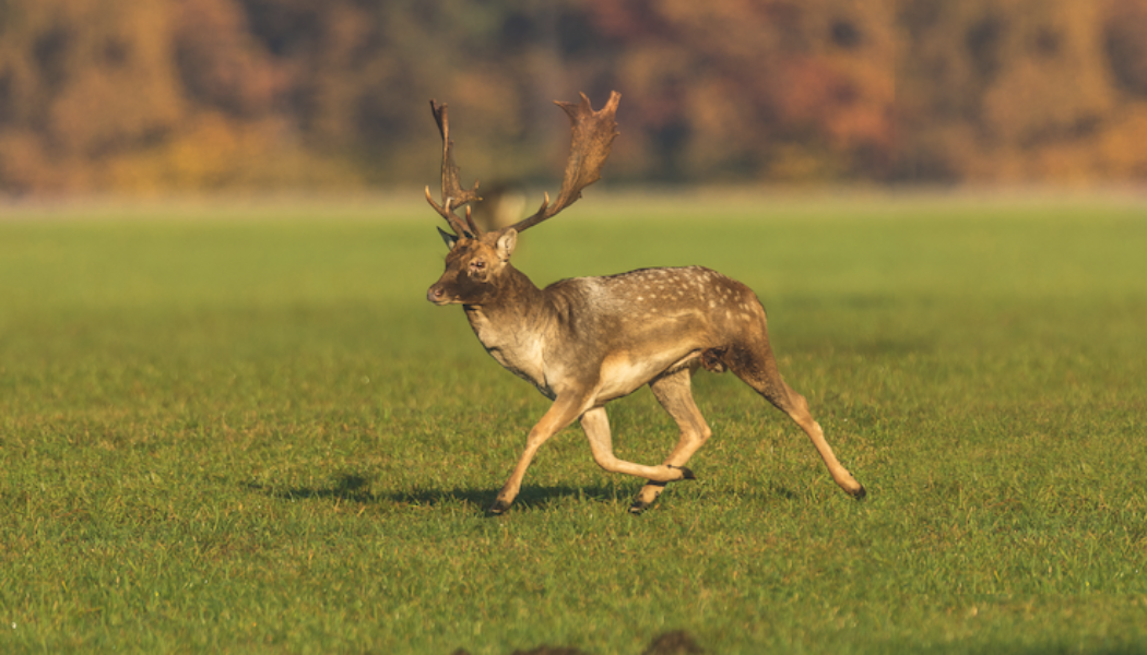 Aufmacher_Damwildbrunft