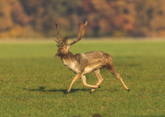 Bejagung reifer Damschaufler – Auf Pendler und Durchzieher