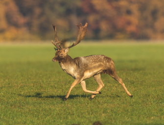 Bejagung reifer Damschaufler – Auf Pendler und Durchzieher