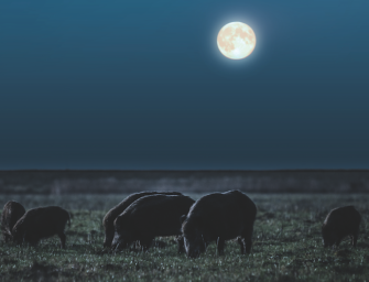 Mondscheinjagd auf Sauen – Von Passion und Können