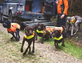 Hundemeute oder Solojäger? Richtiger Hundeeinsatz bei der Jagd